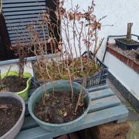 piantine di Olmo e Faggio 