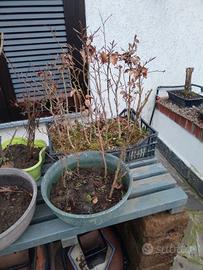 piantine di Olmo e Faggio 