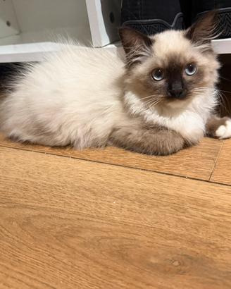 Ragdoll Femmina