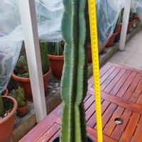 cactus colonnare cereus peruviano