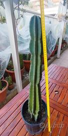 cactus colonnare cereus peruviano