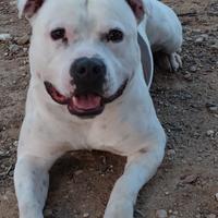 Staffordshire bull terrier per monta