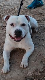 Staffordshire bull terrier per monta