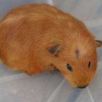 Porcellino d'india/ Cavia peruviana