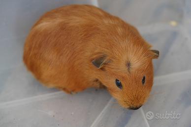 Porcellino d'india/ Cavia peruviana