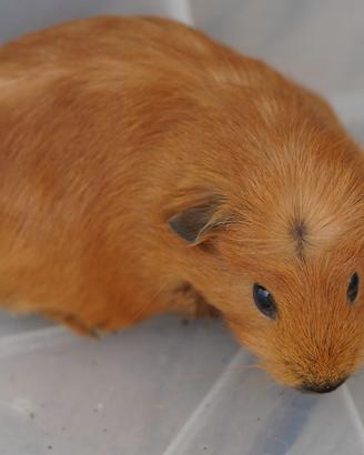 Porcellino d'india/ Cavia peruviana