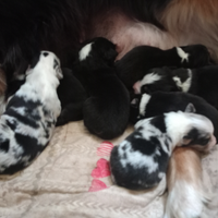 Cuccioli pastore australiano