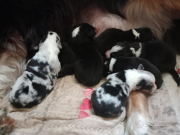 Cuccioli pastore australiano