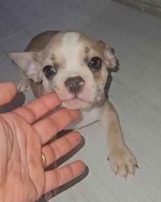 Bulldog francese femmina 3 mesi
