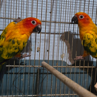 Conuri del sole selvatici