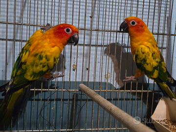 Conuri del sole selvatici