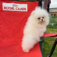 Spitz bi Pomerania tedesco nano,pedigree FCI-ENCI