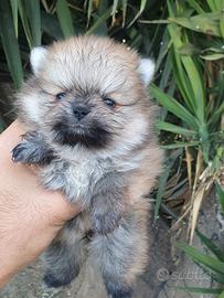 Pomerania