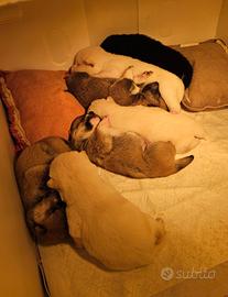 Vendita meravigliosi cuccioli di shiba inu