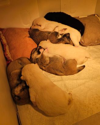 Vendita meravigliosi cuccioli di shiba inu