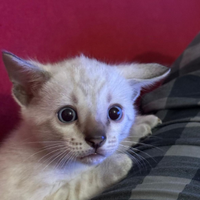 Splendida Gattina Bengala Bianca occhi azzurri