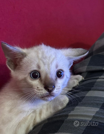 Splendida Gattina Bengala Bianca occhi azzurri