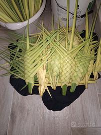 Palme intrecciate
