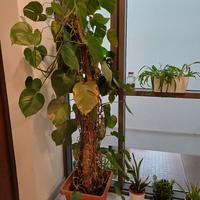 Monstera deliciosa