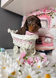 Bassotto cucciolo femmina cioccolato PEDIGREE ENCI