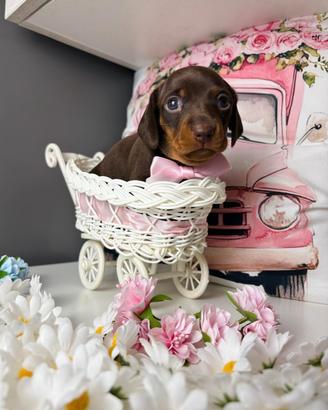 Bassotto cucciolo femmina cioccolato PEDIGREE ENCI