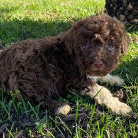 Cuccioli di lagotto