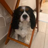 Rudy cavalier king disponibile per accoppiamento