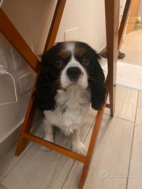 Rudy cavalier king disponibile per accoppiamento