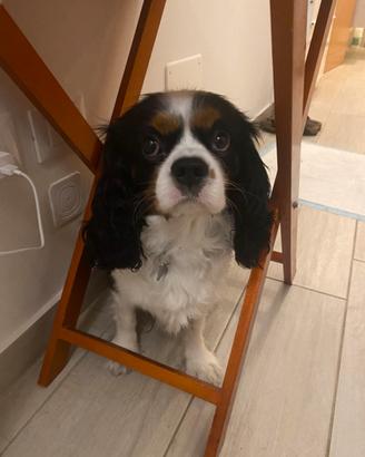 Rudy cavalier king disponibile per accoppiamento