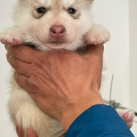 Siberian husky cuccioli