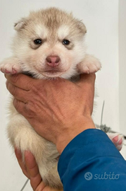 Siberian husky cuccioli