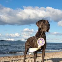 Cuccioli di Alano Blu