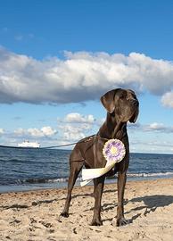 Cuccioli di Alano Blu
