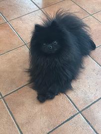 Per accoppiamento volpino Pomerania