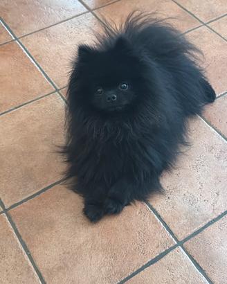 Per accoppiamento volpino Pomerania