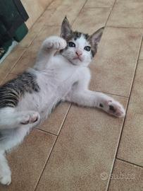 Cucciolo gattino