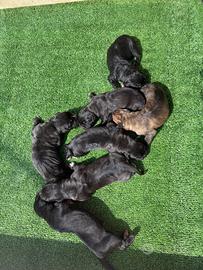 Cucciolo cane corso