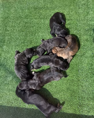 Cucciolo cane corso