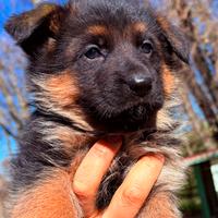 Cuccioli di pastore tedesco