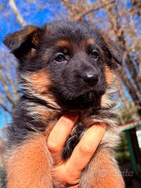 Cuccioli di pastore tedesco