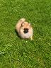 pomerania