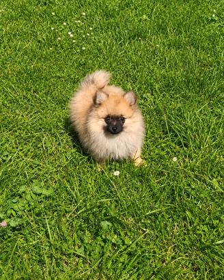 Pomerania