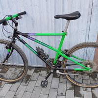 Bianchi Thomosus Ragno