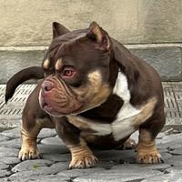 American Bully Maschi Monta