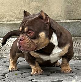 American Bully Maschi Monta