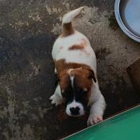 Jack russell terrier due maschi a Marsala
