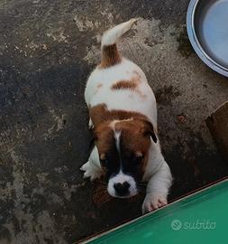 Jack russell terrier due maschi a Marsala