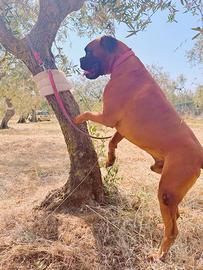 Boxer