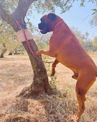 Boxer