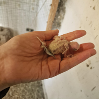 Inseparabili per allevare a mano